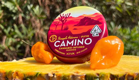 CAMINO Cannabis Infused Gummies CAMINO cannabis infused gummies pineapple habanero flavor available at The Leaf El Paseo